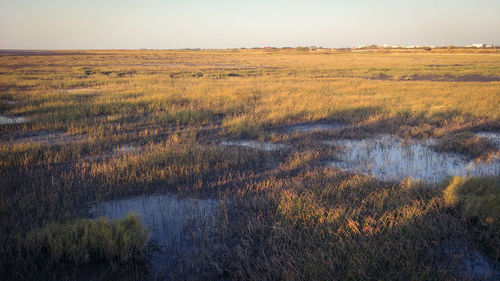 Scenic view of swamp on field against sky