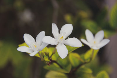 Close-up of white flowering plant