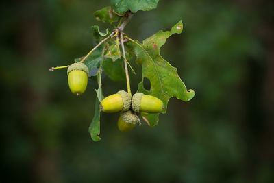 Close-up of fruits on tree