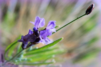 Close-up of purple flower blooming outdoors