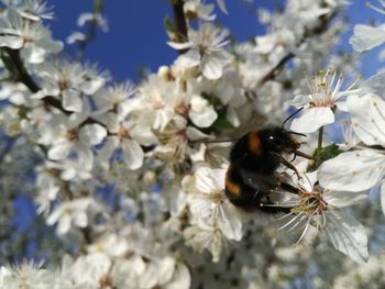 Close-up of bee on white flowers