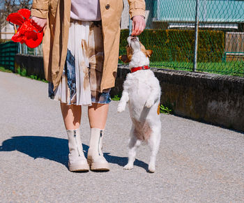 A small jack russell terrier dog walking with owner in a city alley. outdoor pets, healthy living 