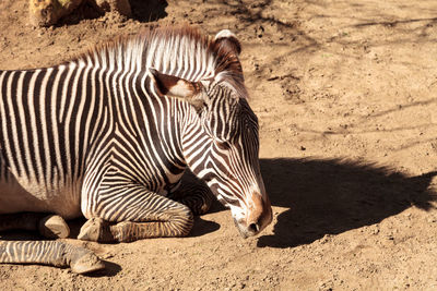 Close up of zebra