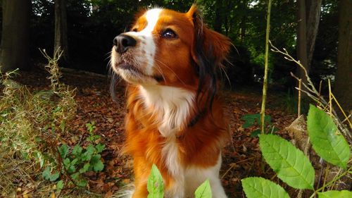 Close-up of dog on tree