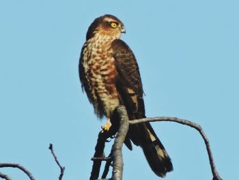 Low angle view of owl perching on tree against clear sky