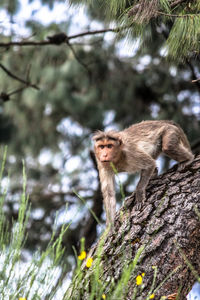 Close up of an animal