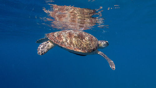 Swimming green sea turtle at pagkilatan