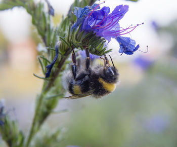 Close-up of bee pollinating on flower