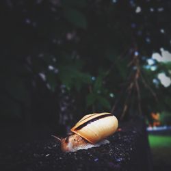 Close-up of snail on leaf