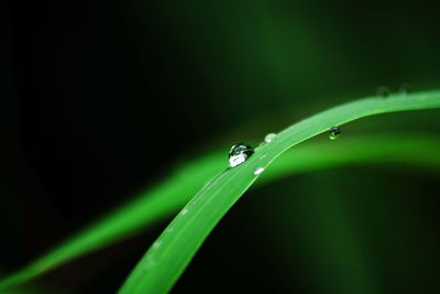 Close-up of water droplets on leaves