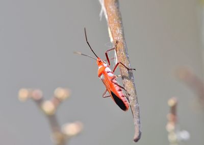 Close-up of insect