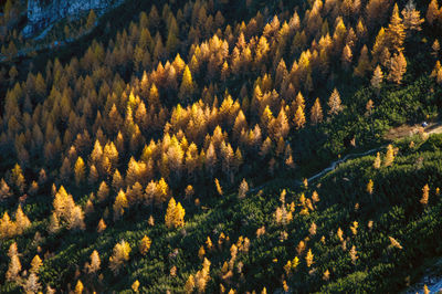 High angle view of pine trees in forest