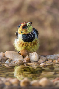 Close-up of bird perching on rock