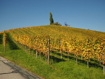 Scenic view of field against clear sky