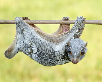 Close-up of portrait hanging outdoors