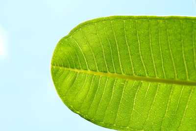 Close-up of fresh green leaves against clear sky