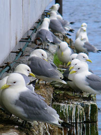 High angle view of seagulls perching on wood