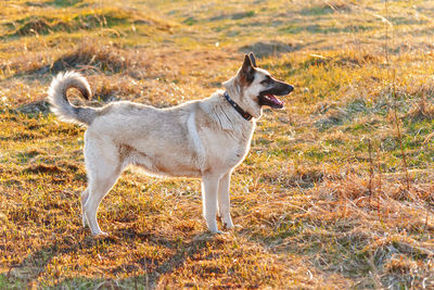 Beige colored shepherd dog on meadow at sunset.