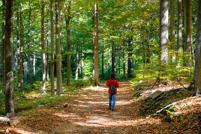 Rear view of man walking in forest