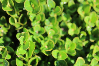 Close-up of plants