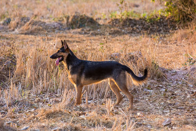 Dog standing on grassy field