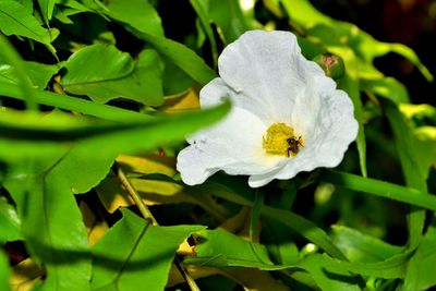 Close-up of insect on flower