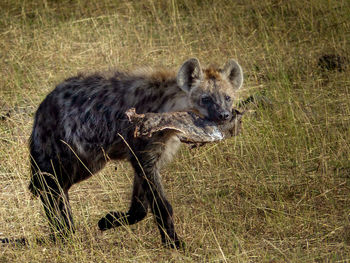 Portrait of lion standing on land