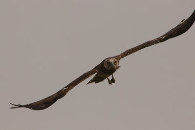 Close-up of lizard against clear sky