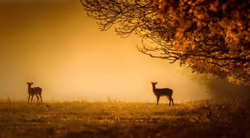 Wild deer dama dama in autumn magic morning, in the forests of romania