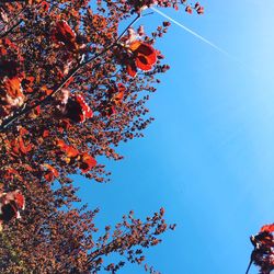 Low angle view of fruit tree against sky