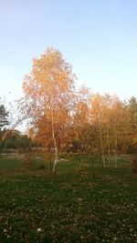 Scenic view of grassy field against clear sky