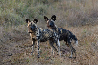 wilddogs in the