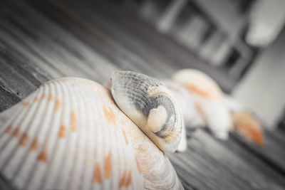Tilt shot of seashells on boardwalk