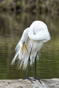 Close-up of white bird perching on a lake