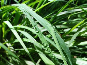 Close-up of water drops on grass