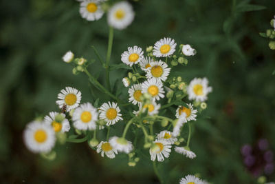 Close-up of daisy flowers on field