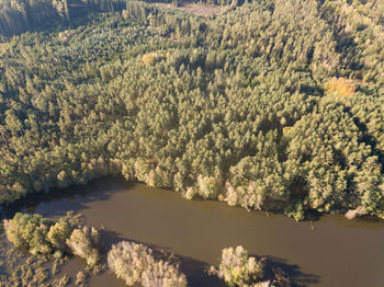 High angle view of river amidst trees in forest