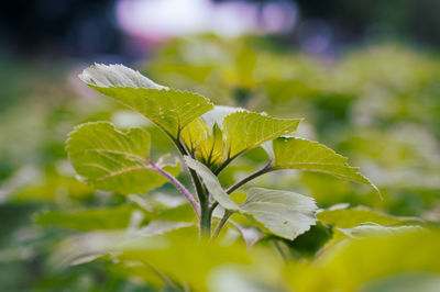 Close-up of green leaves