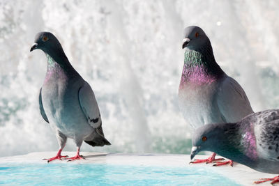 Two birds perching on the lake