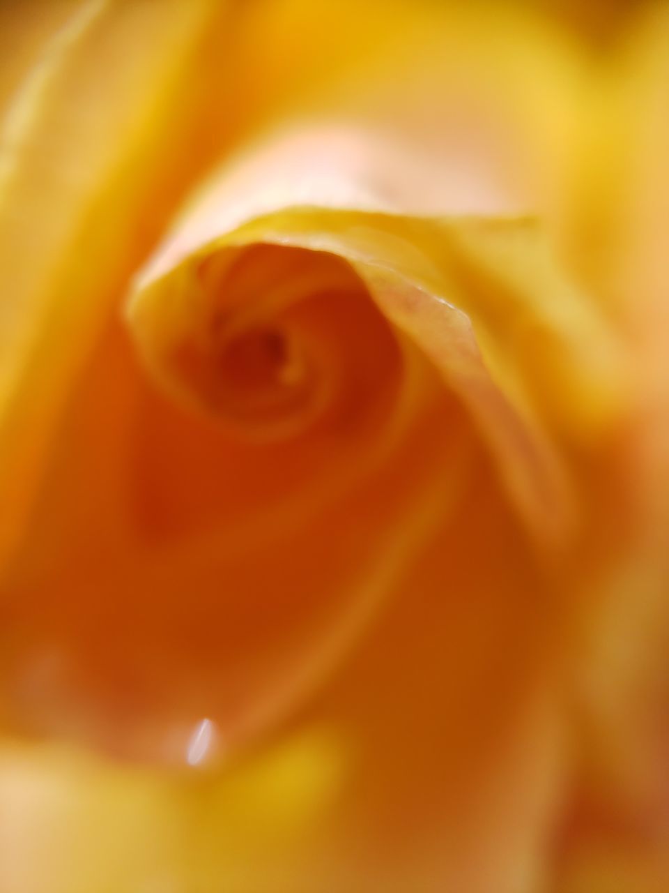 CLOSE-UP OF YELLOW ROSE