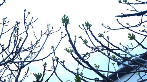 Low angle view of trees against clear sky