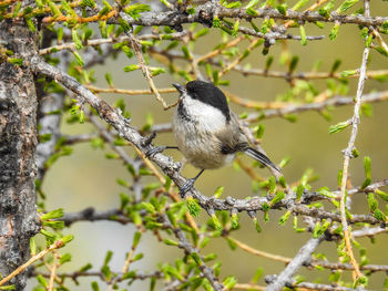 Bird perching on branch