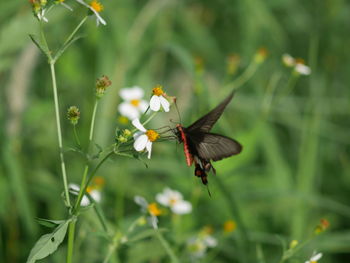 Close-up of insect pollinating on flower