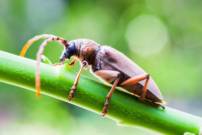 Close-up of insect on leaf