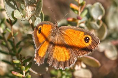 Close-up of butterfly perching on flower