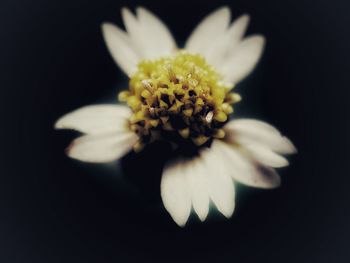 Close-up of white flower on black background