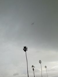 Low angle view of flowers against sky