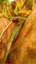 Close-up of insect on plant
