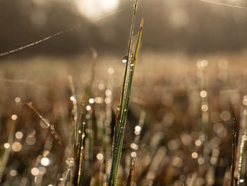 Close-up of wet plants on field