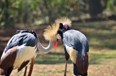 Grey crowned crane